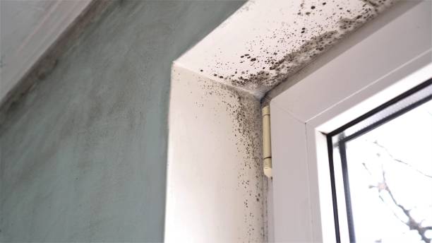 Best Local Mold Removal Service  in Richfield, WI