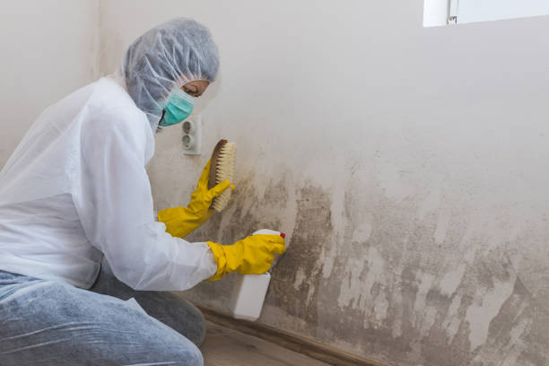 Best Fast Mold Removal  in Richfield, WI
