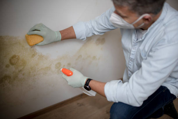 Best Toxic Mold Removal  in Richfield, WI