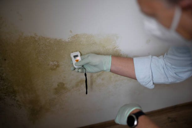 Best Mold Remediation Experts  in Richfield, WI